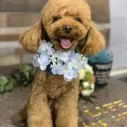 mkの画像