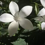 めんまの画像