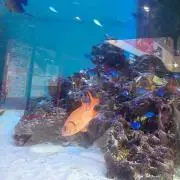 ⸜ぽ⸝‍の画像