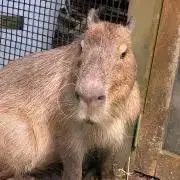 カピバラの古着屋さん@価格の相談◎の画像