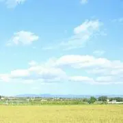 なすびの画像
