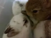 西本大介