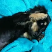 ruuu