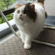 まるやま