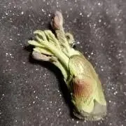 KOJI　YAMADAの画像
