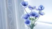 まみの画像