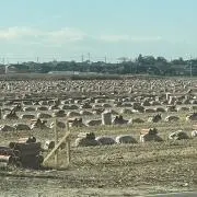 oaiの画像