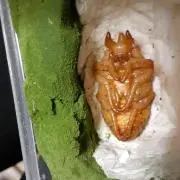 サタンオオカブト