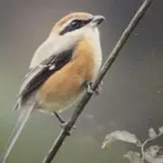 スギムラ
