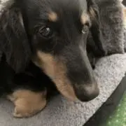 いちごの画像
