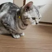 まろんの画像