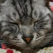 (=゜ω゜=)グレちゃん
