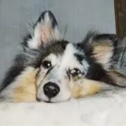 はにゃこの画像