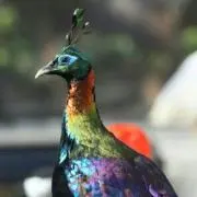 ニジキジ