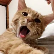 つくねの画像