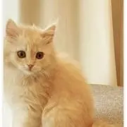 あやの