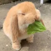ぴよひこの画像