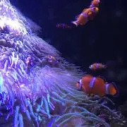 このはの画像