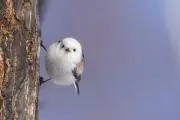 しらたま。の画像