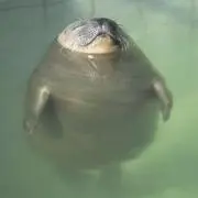 みるみるの画像