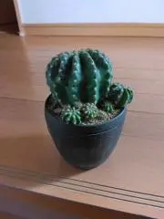 しなちくの画像