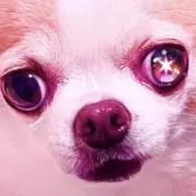 ミコト
