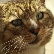 Mikey （プロフご確認下さい）の画像