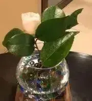 バビプロフィール必読の画像
