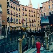 柊の画像