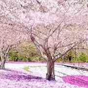 A.sakura
