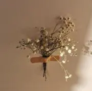 ベリーの画像
