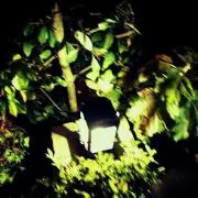 かしー