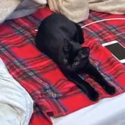 キキの画像