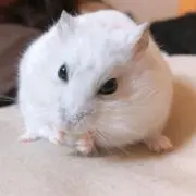 のんの画像