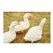 ︎︎︎rの画像