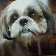 きーたんの画像