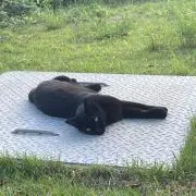 こまちゃん