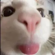 ノの画像