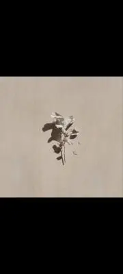 たちばな