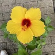 ちゃまめ子の画像