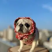 ことらやの画像