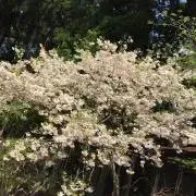 そる　平日のみ発送の画像