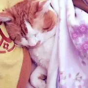 ちゃむ