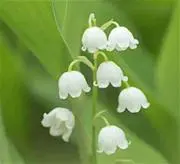 すずらん