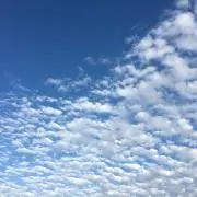 ニカの画像