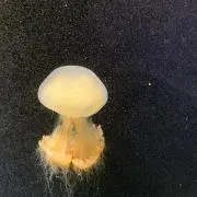 長新（プロフ見てください。）