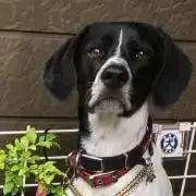 アンディ