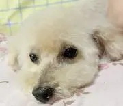 ちいの画像