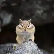 サクラの画像