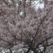 ミディアムの画像